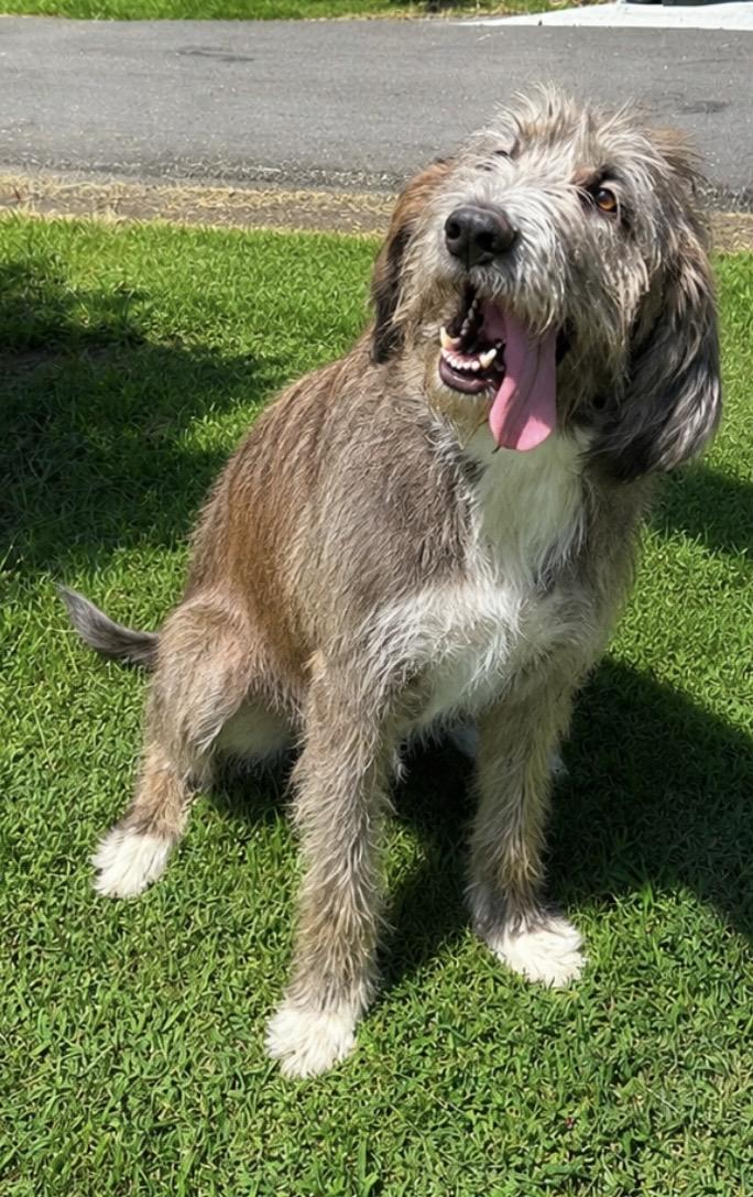 Buddy, ADOPTABLE, Puppy Male Irish Wolfhound.