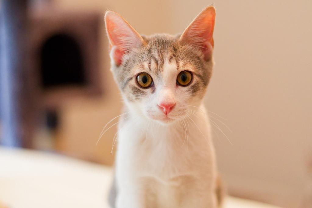 Gravel, Adoptable, Kitten Male Domestic Short Hair.