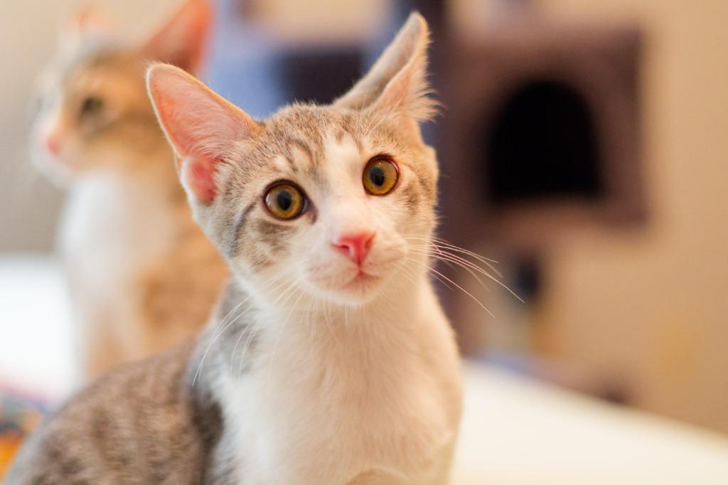 Enlarge Gravel, a Adoptable mixed breed in Hot Springs, AR image 2/5