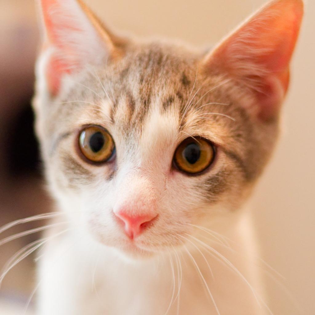 Enlarge Gravel, a Adoptable mixed breed in Hot Springs, AR image 3/5