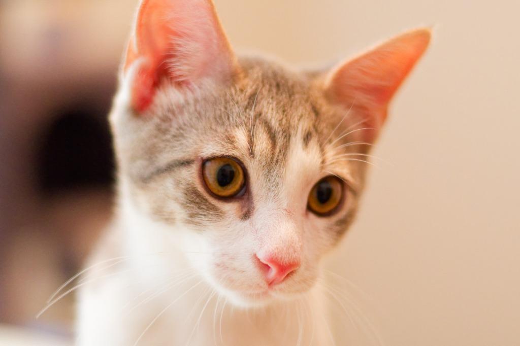 Enlarge Gravel, a Adoptable mixed breed in Hot Springs, AR image 4/5