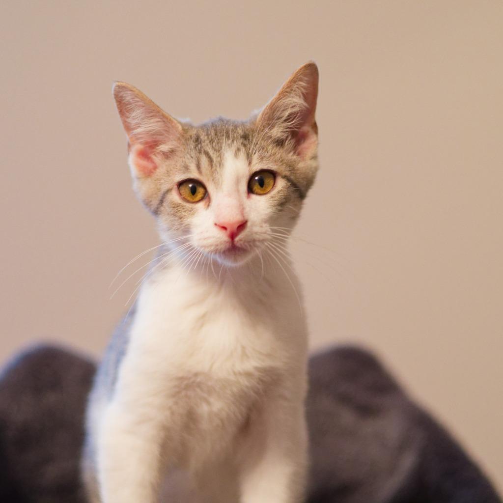 Enlarge Gravel, a Adoptable mixed breed in Hot Springs, AR image 5/5