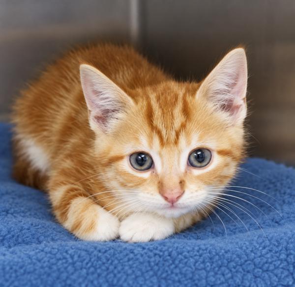 Spice, Adoptable, Kitten Male Domestic Short Hair.