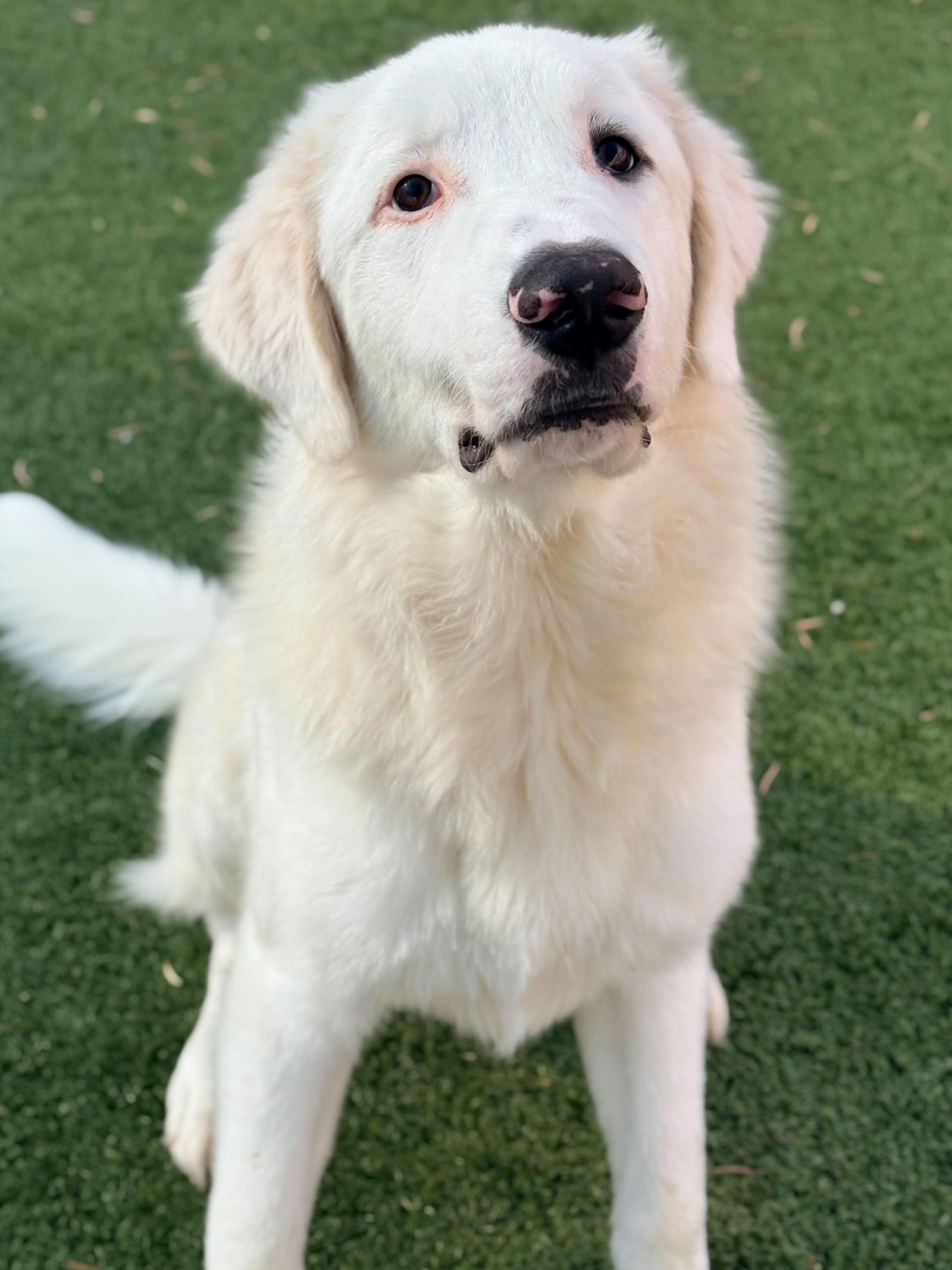 Oso, Adoptable, Young Male Great Pyrenees.