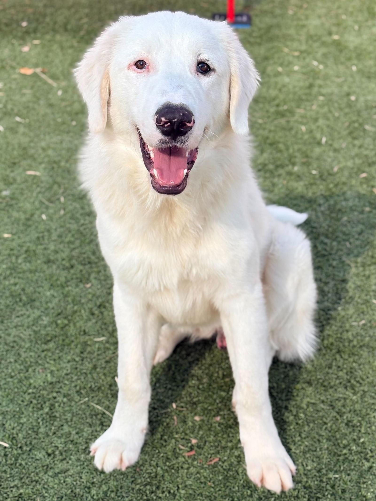 Enlarge Oso, a Adoptable Great Pyrenees in Croydon, NH image 2/3