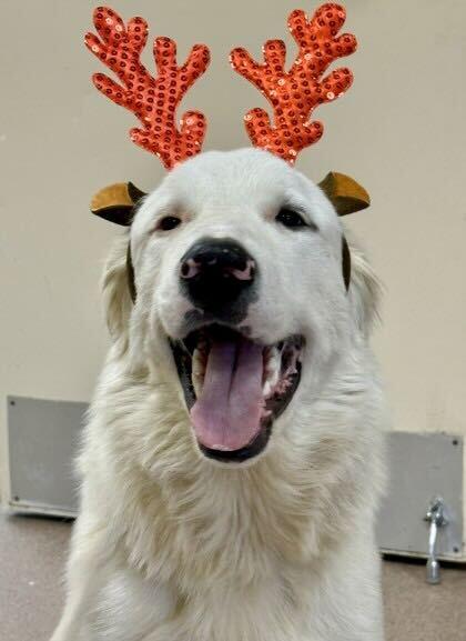 Enlarge Oso, a Adoptable Great Pyrenees in Croydon, NH image 3/3