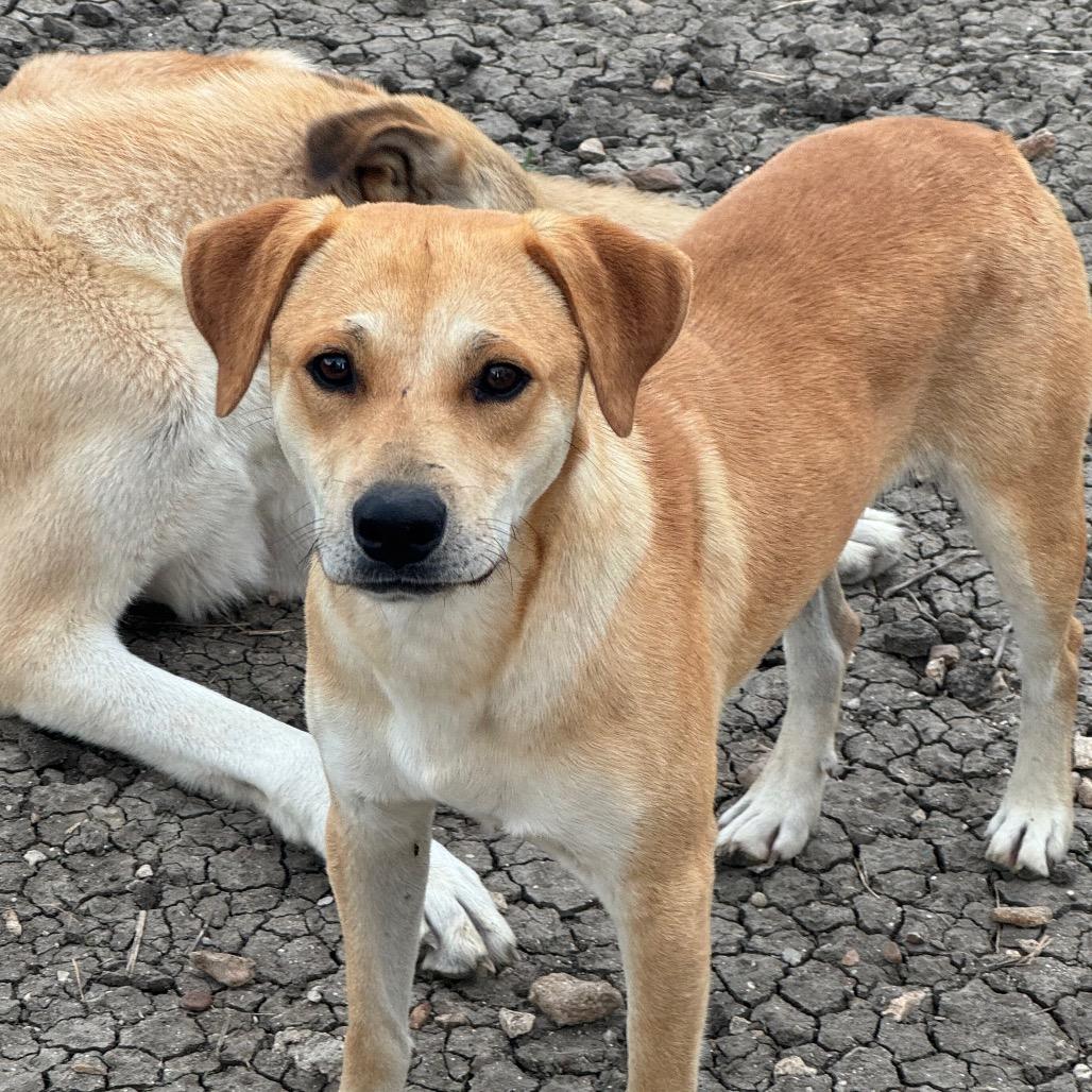 Benny, Adoptable, Adult Male Terrier.