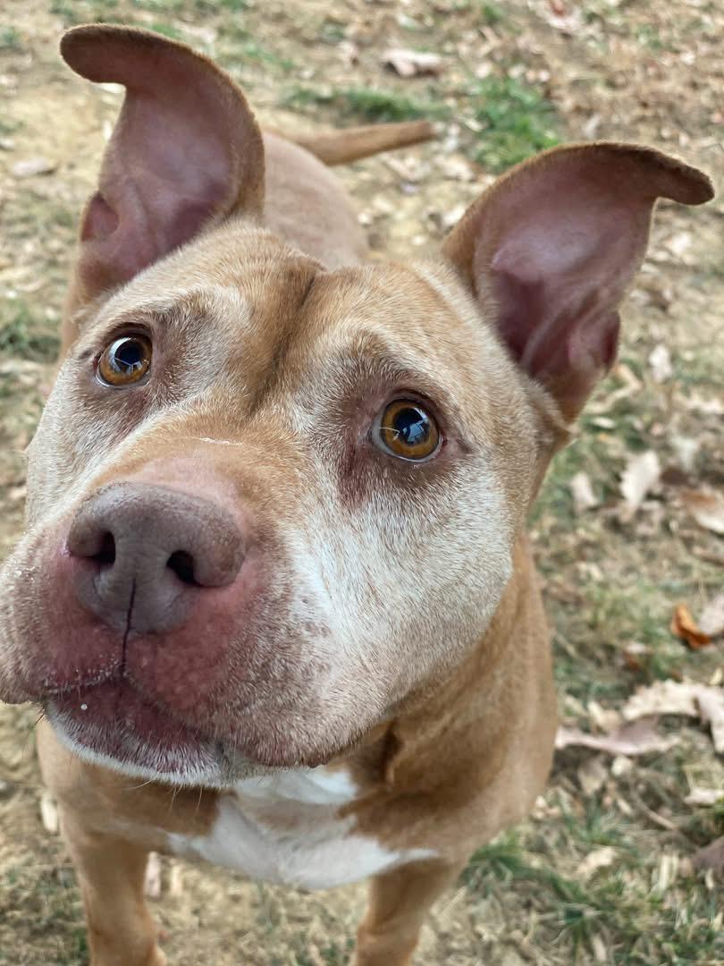 Nyla (ID 14709/3803)