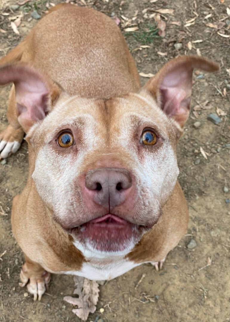 Nyla (ID 14709/3803)