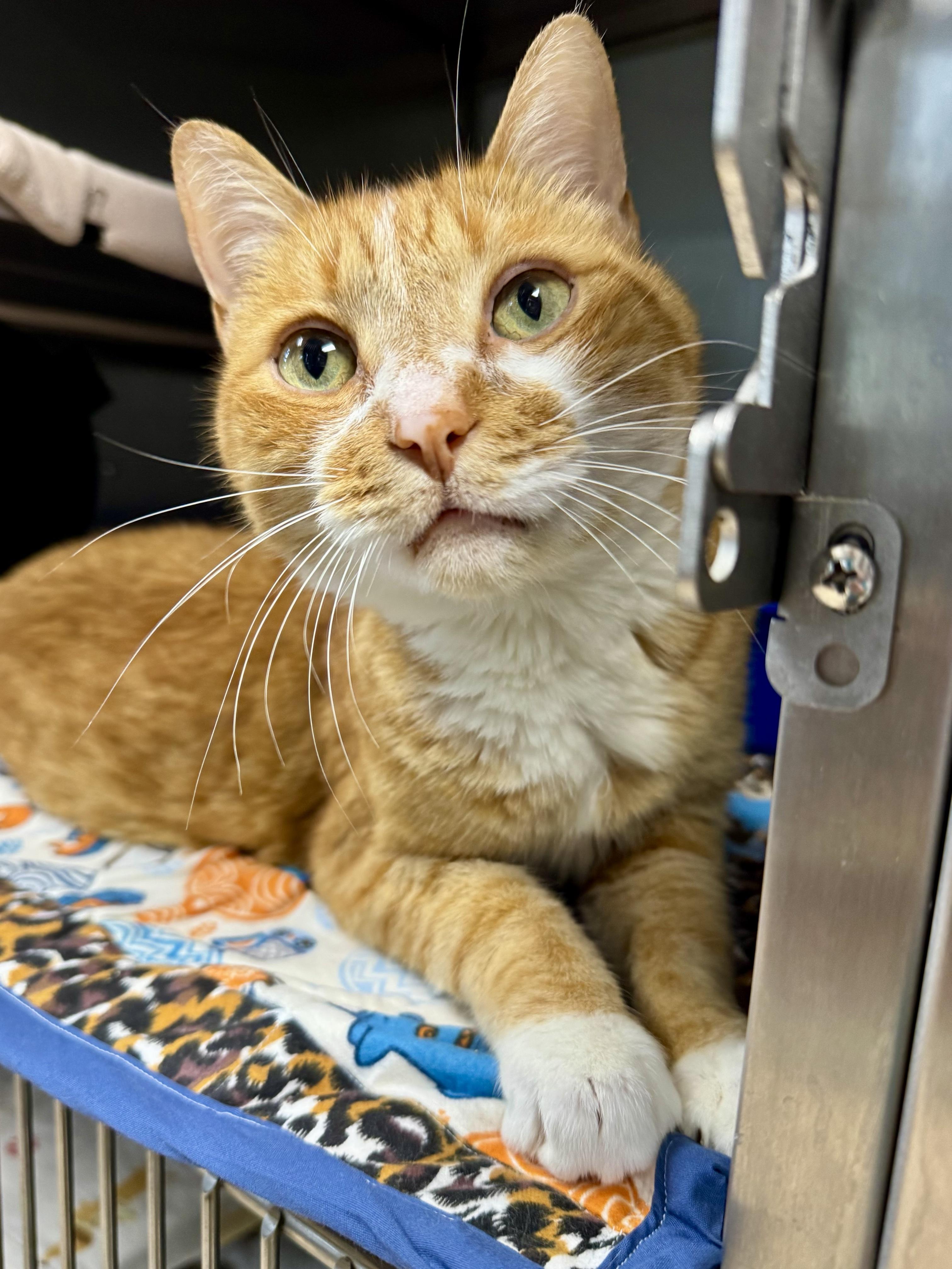 Enlarge Miyagi, a Adoptable Domestic Short Hair in Midland, MI image 1/4