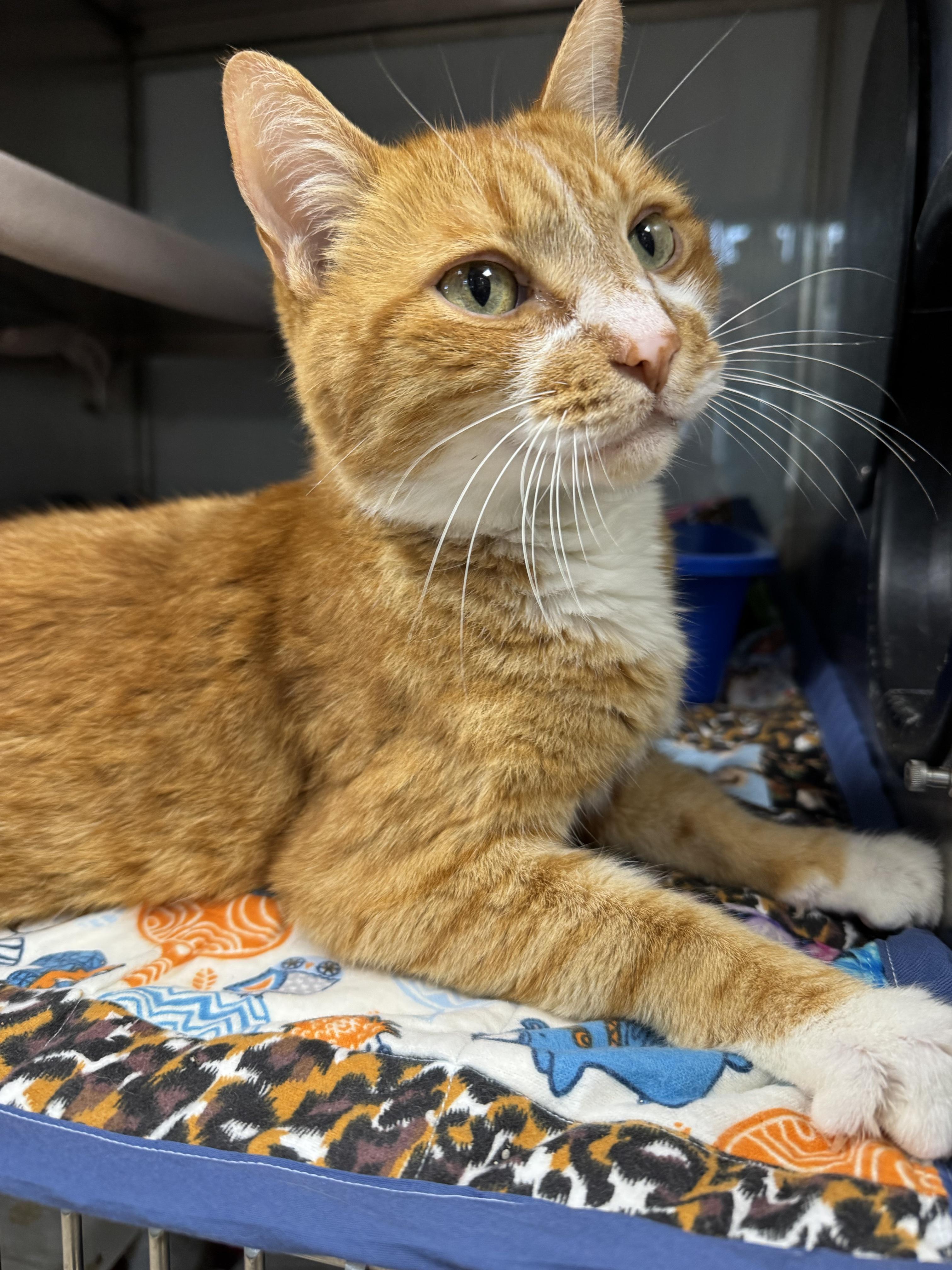 Enlarge Miyagi, a Adoptable Domestic Short Hair in Midland, MI image 3/4