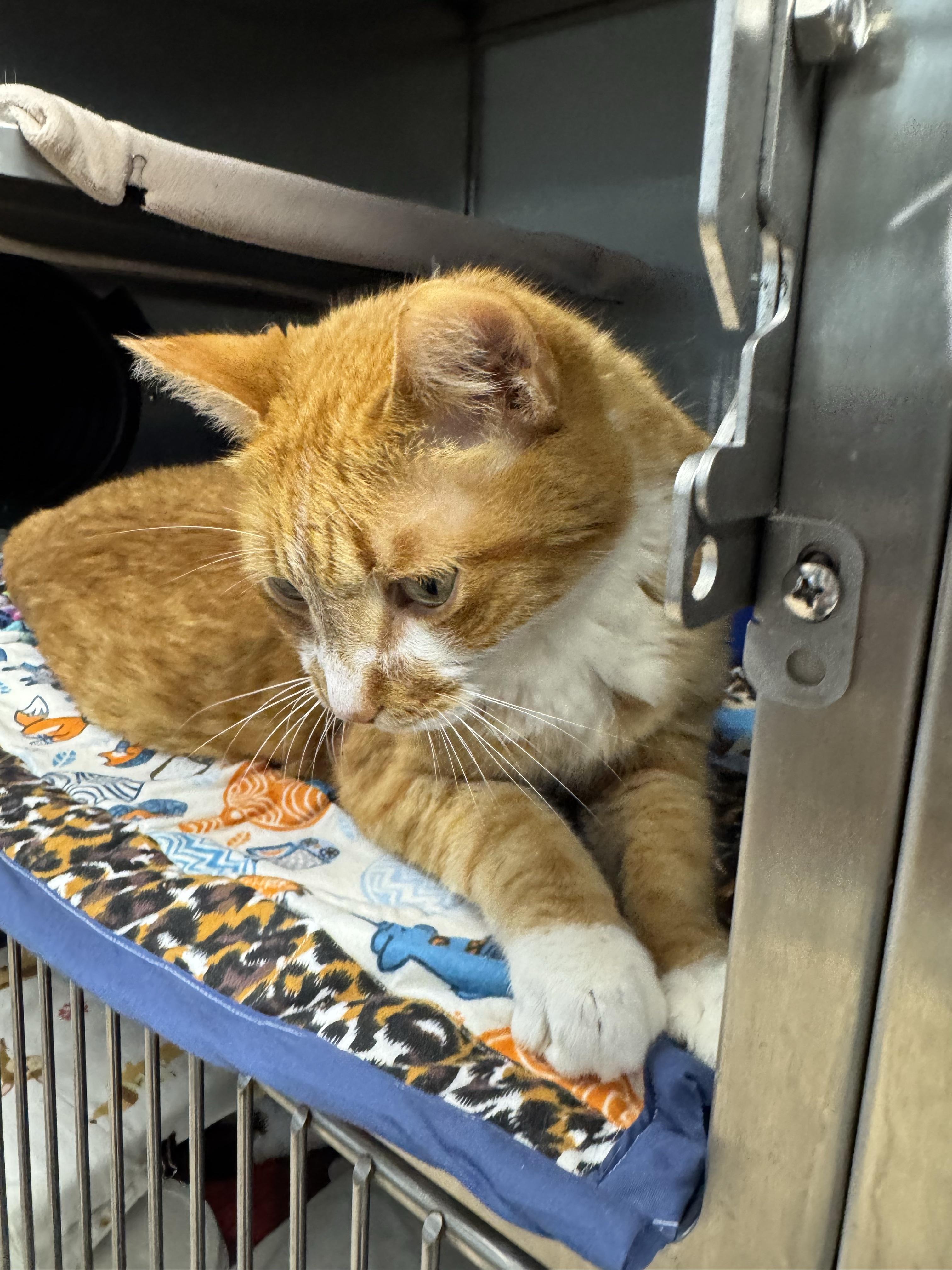 Enlarge Miyagi, a Adoptable Domestic Short Hair in Midland, MI image 2/4