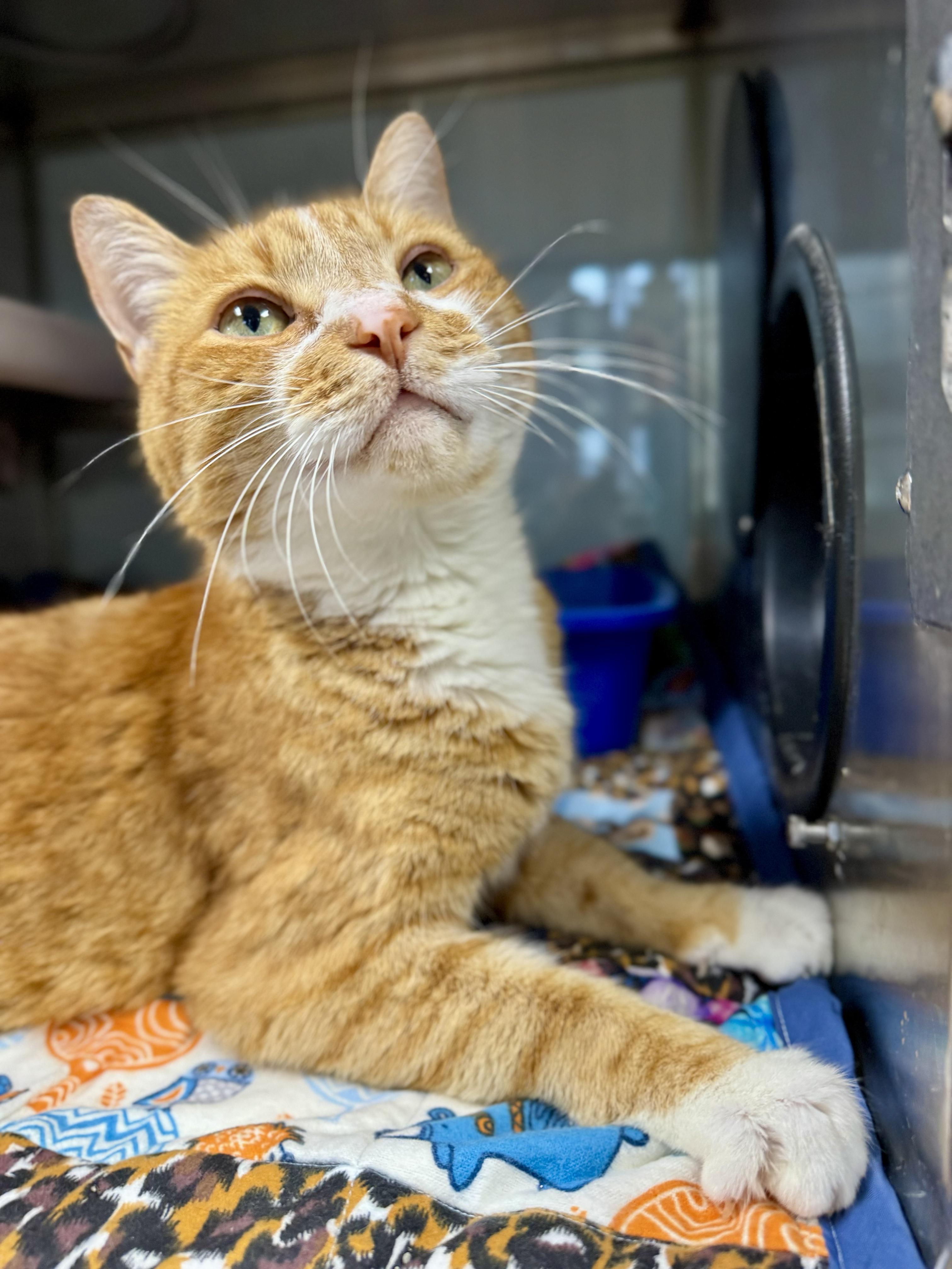Enlarge Miyagi, a Adoptable Domestic Short Hair in Midland, MI image 4/4