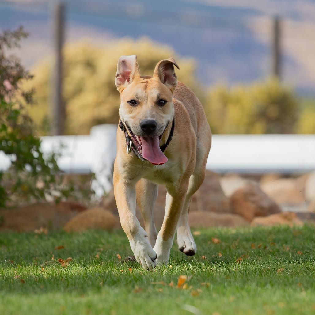 Enlarge Velma, a Adopted mixed breed in Washoe Valley, NV image 1/5