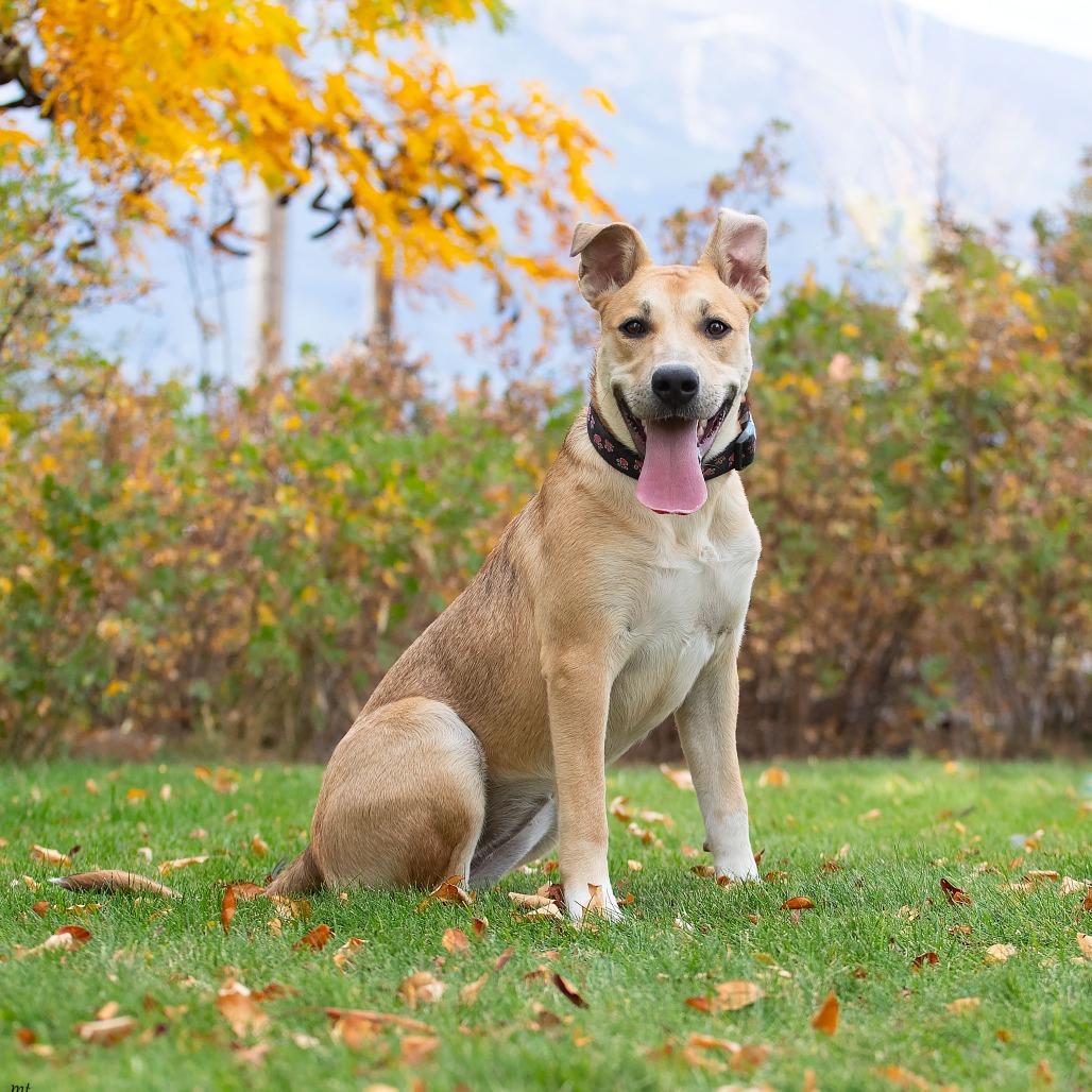 Enlarge Velma, a Adopted mixed breed in Washoe Valley, NV image 2/5