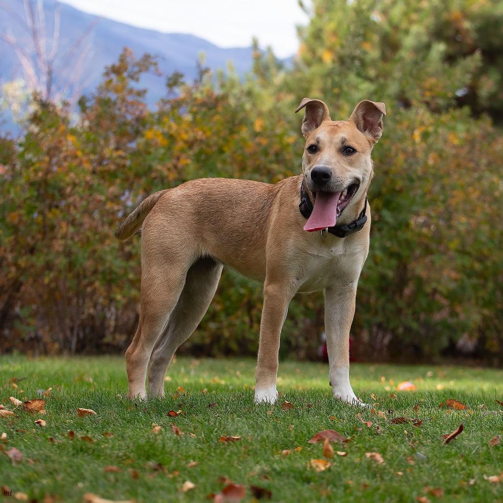 Enlarge Velma, a Adopted mixed breed in Washoe Valley, NV image 3/5