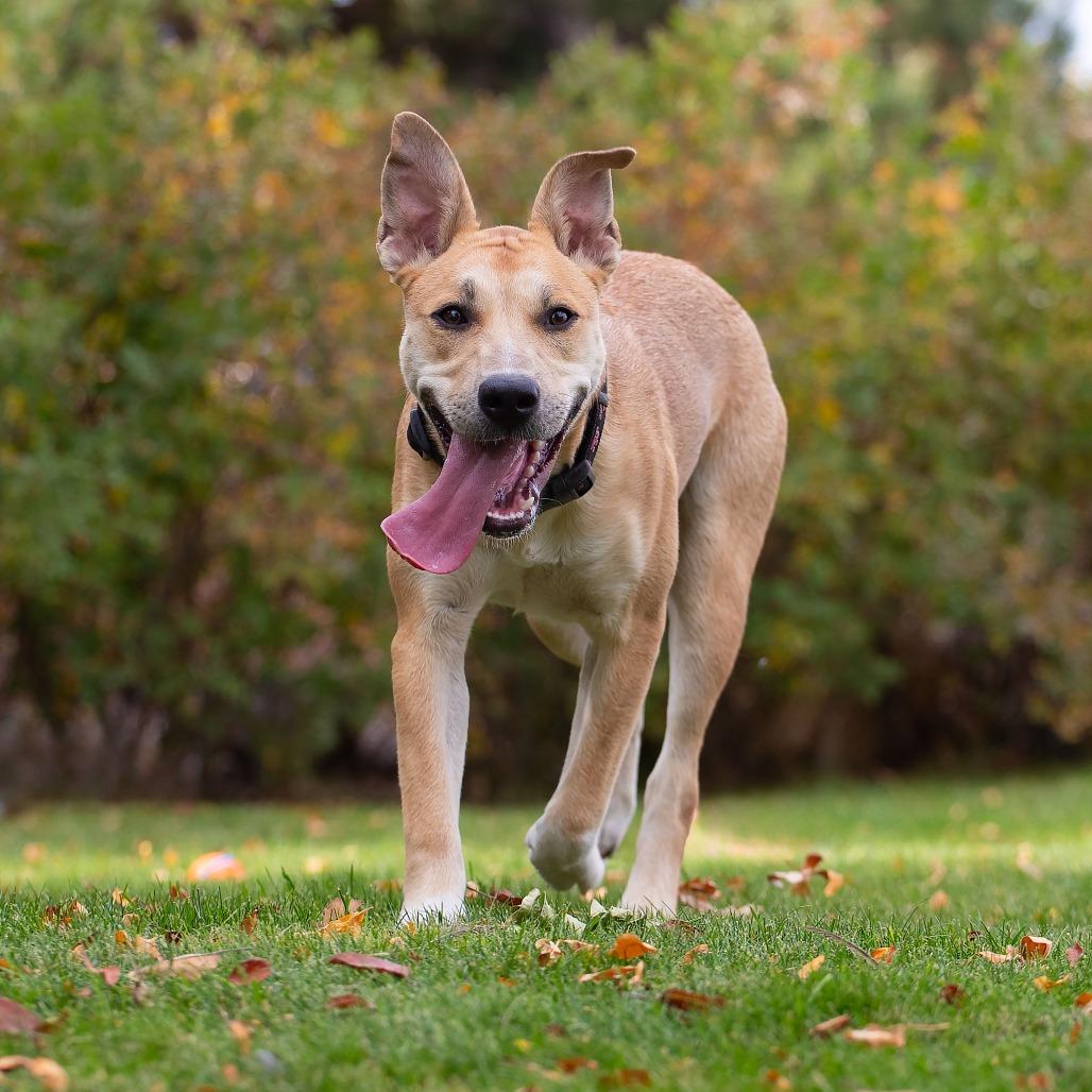 Enlarge Velma, a Adopted mixed breed in Washoe Valley, NV image 4/5