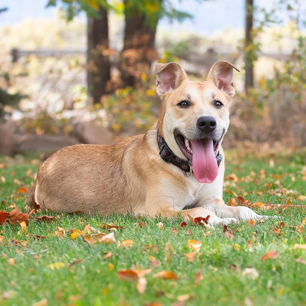 Enlarge Velma, a Adopted mixed breed in Washoe Valley, NV image 5/5
