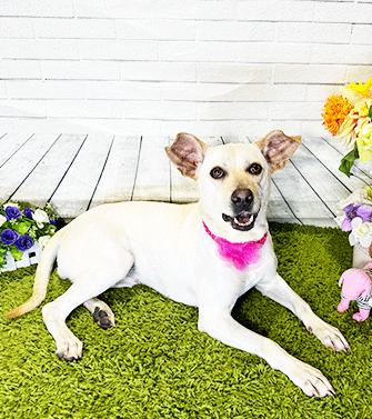 TYLI, ADOPTABLE, Young Female Labrador Retriever.