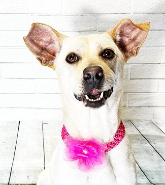 TYLI, a ADOPTABLE mixed breed in Castro Valley, CA image 2/3