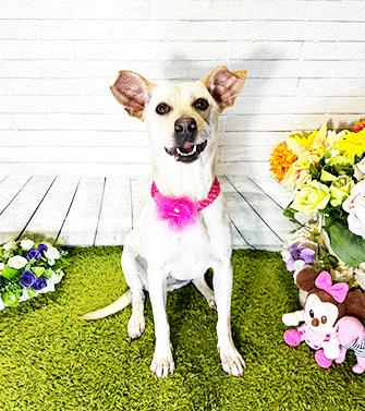 TYLI, a ADOPTABLE mixed breed in Castro Valley, CA image 3/3