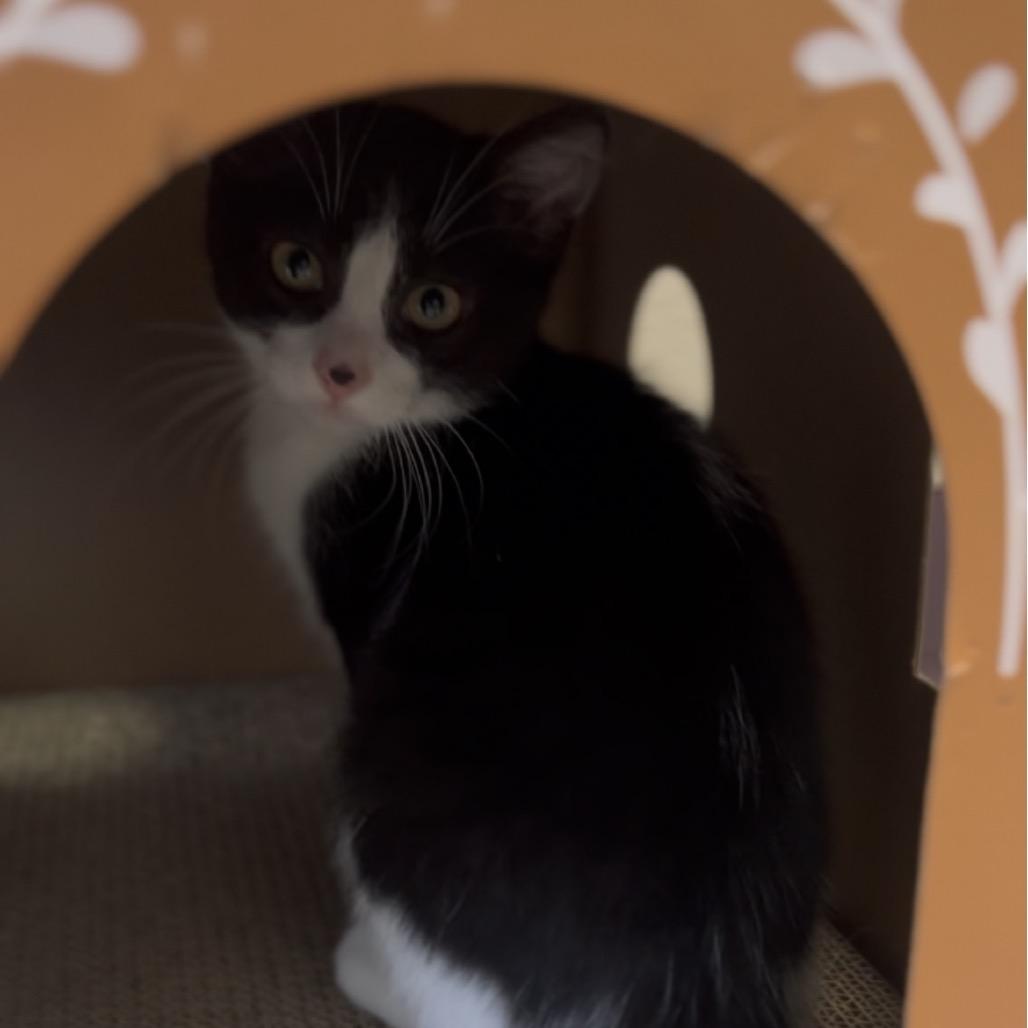 Suzie, Adoptable, Kitten Female Domestic Short Hair.