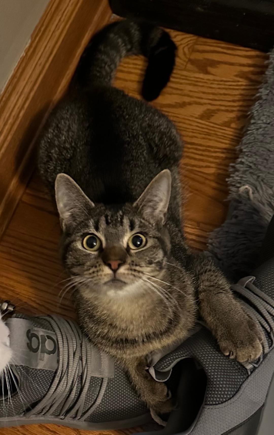 Cupcake, a Adoptable Domestic Short Hair in Mokena, IL image 2/3