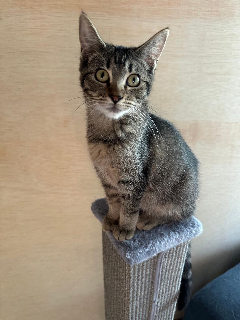 Cupcake, a Adoptable Domestic Short Hair in Mokena, IL image 1/3