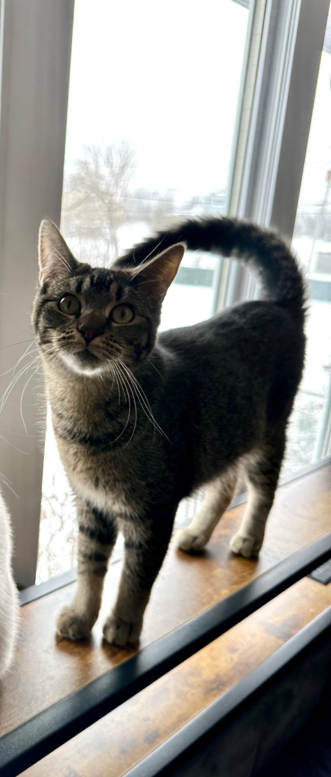 Cupcake, a Adoptable Domestic Short Hair in Mokena, IL image 3/3