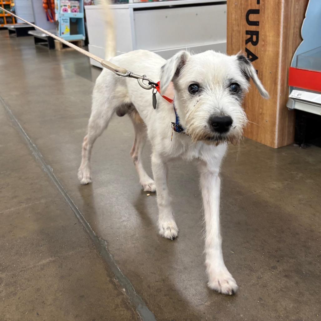 Casper, Adoptable, Senior Male Jack Russell Terrier.