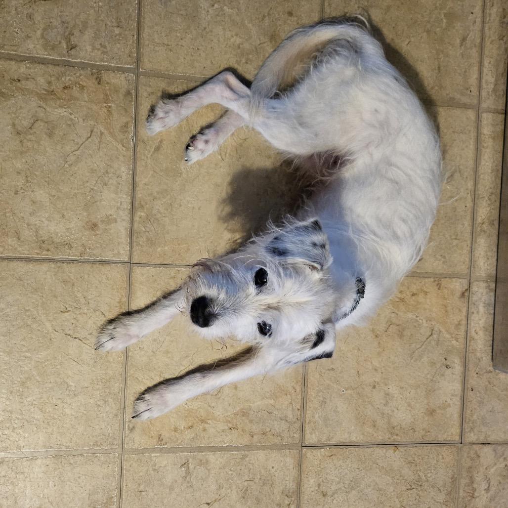 Enlarge Casper, a Adoptable Jack Russell Terrier in Tunkhannock, PA image 1/1
