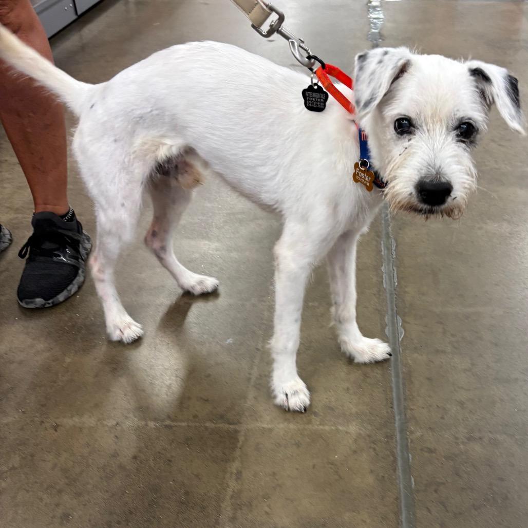 Enlarge Casper, a Adoptable Jack Russell Terrier in Tunkhannock, PA image 3/4