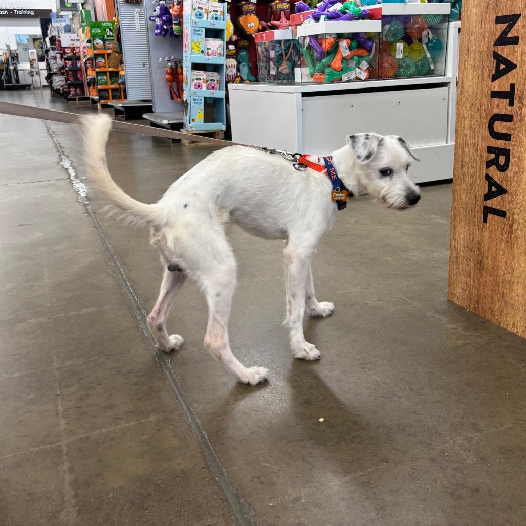 Enlarge Casper, a Adoptable Jack Russell Terrier in Tunkhannock, PA image 4/4