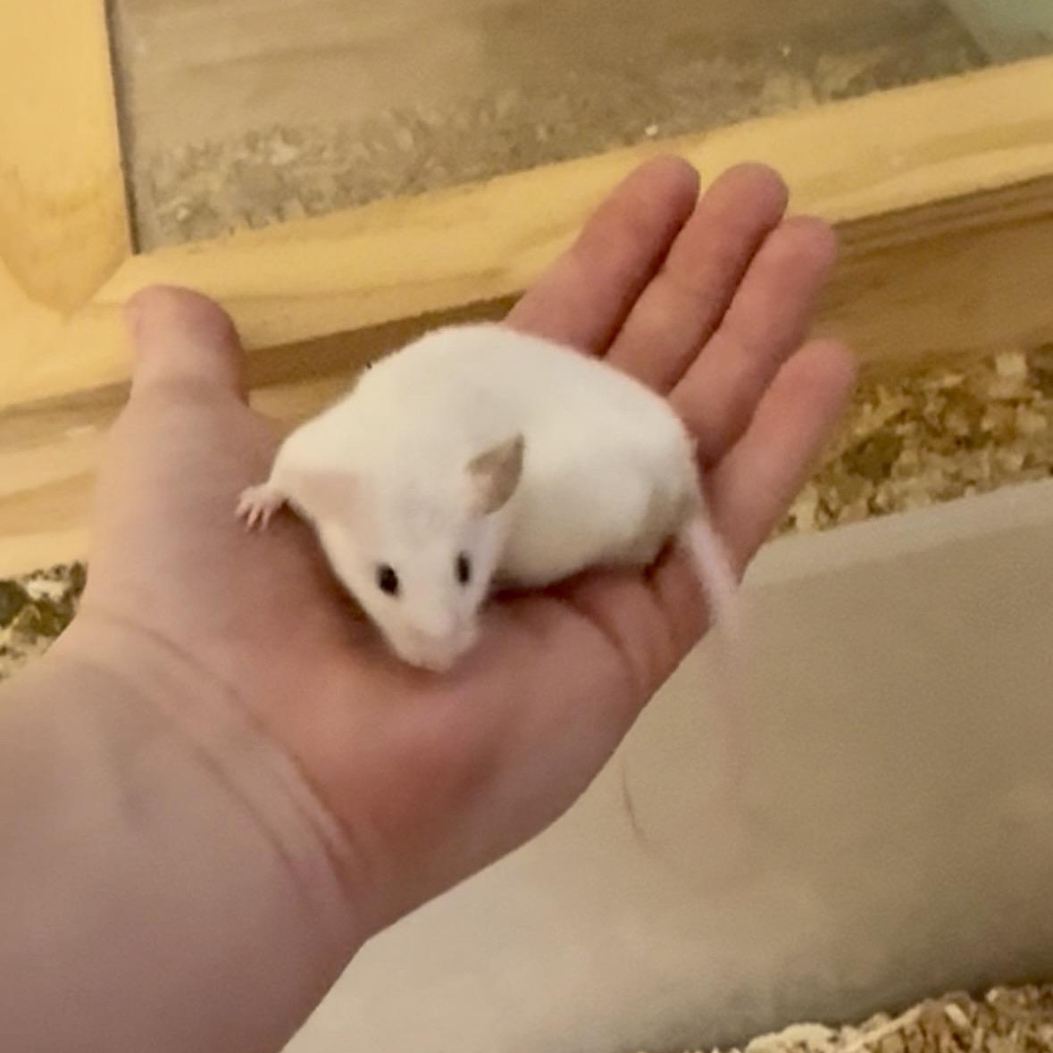 Enlarge Coconut, a Adoptable Mouse in Davis, CA image 2/3