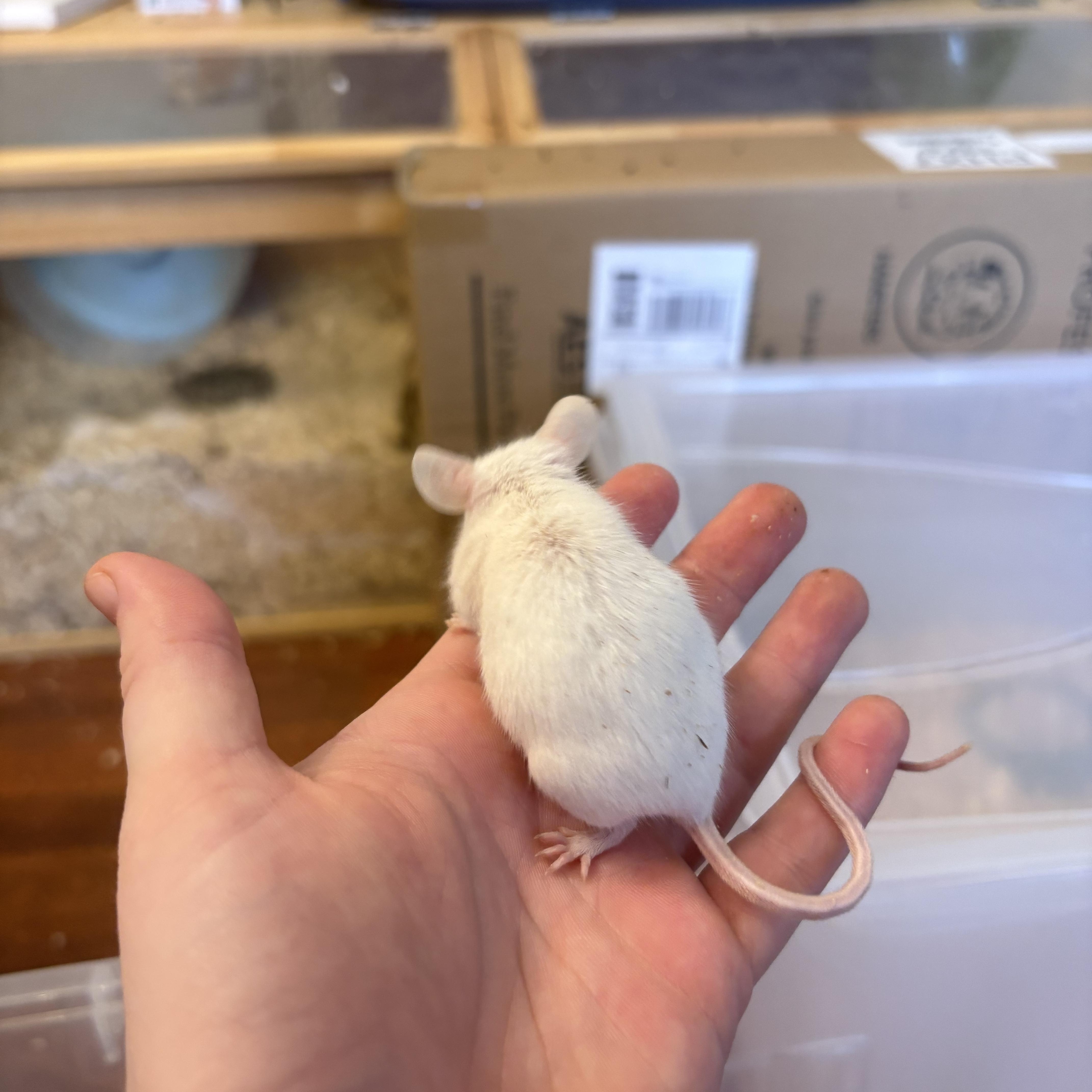 Coconut, a ADOPTABLE Mouse in Davis, CA image 2/2