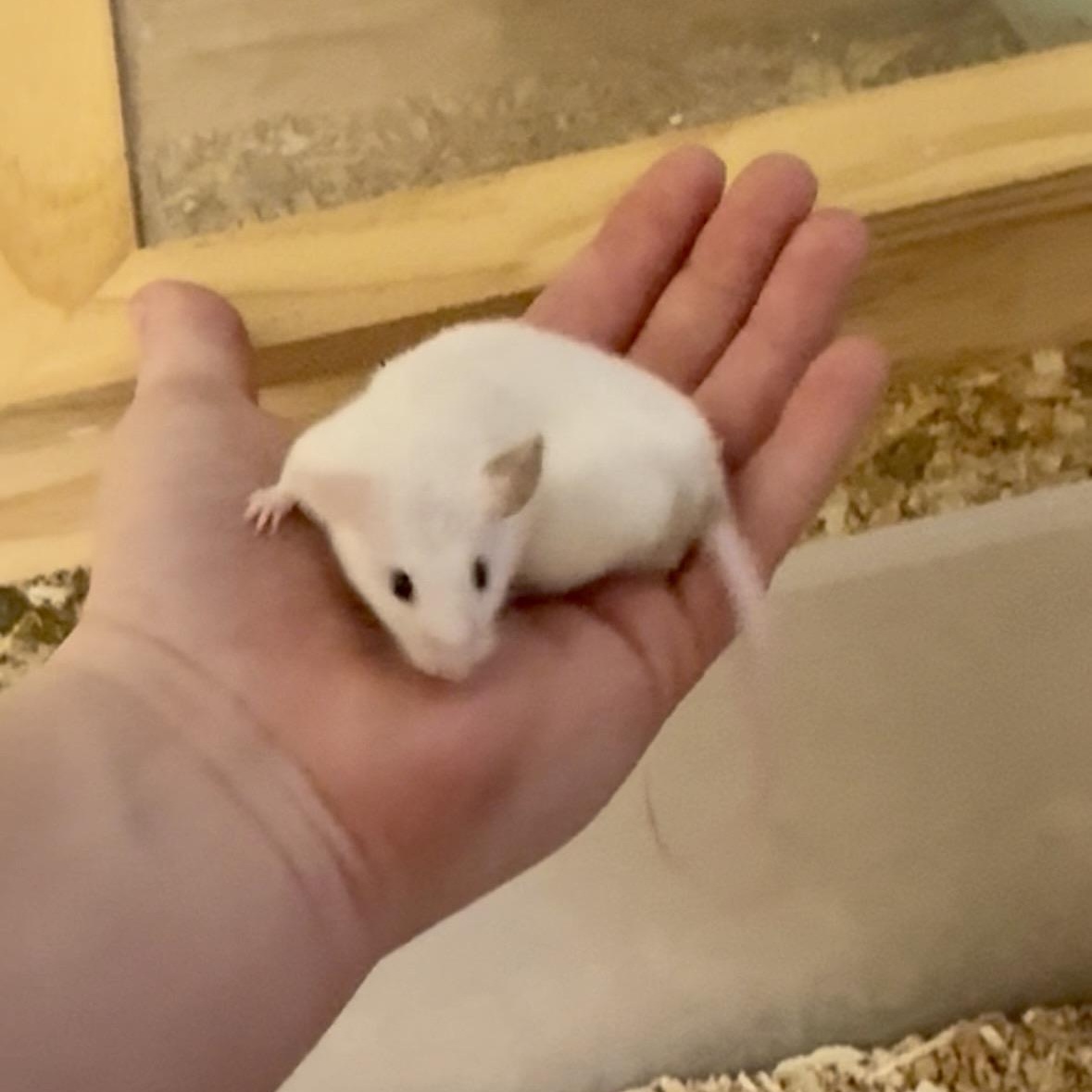 Coconut, a ADOPTABLE Mouse in Davis, CA image 1/2