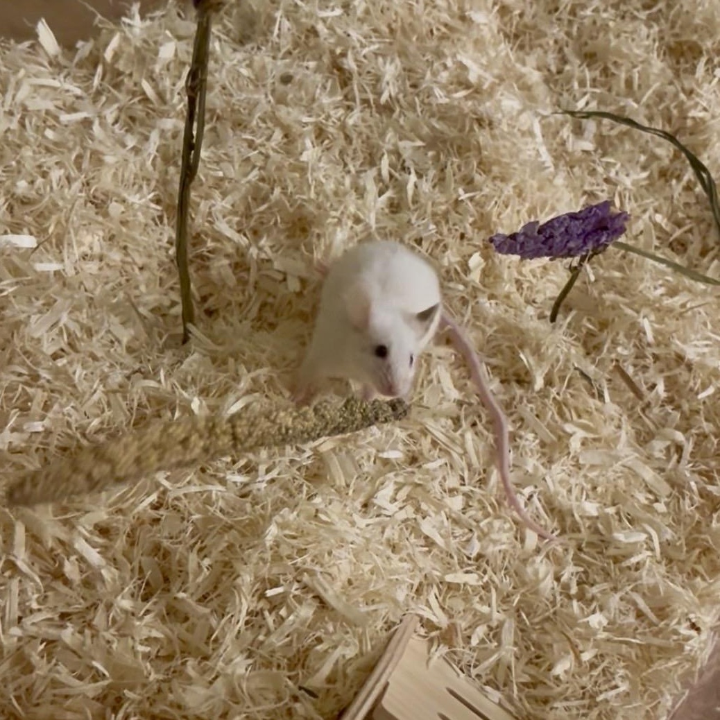 Enlarge Coconut, a Adoptable Mouse in Davis, CA image 1/3