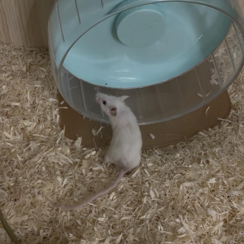 Enlarge Coconut, a Adoptable Mouse in Davis, CA image 3/3