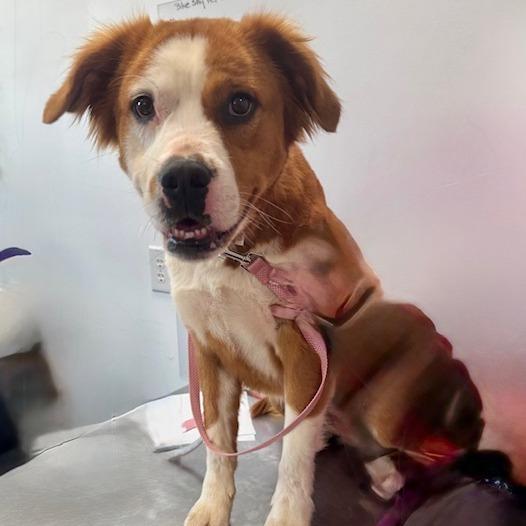 Aurora, Adoptable, Adult Female Saint Bernard & Mixed Breed.