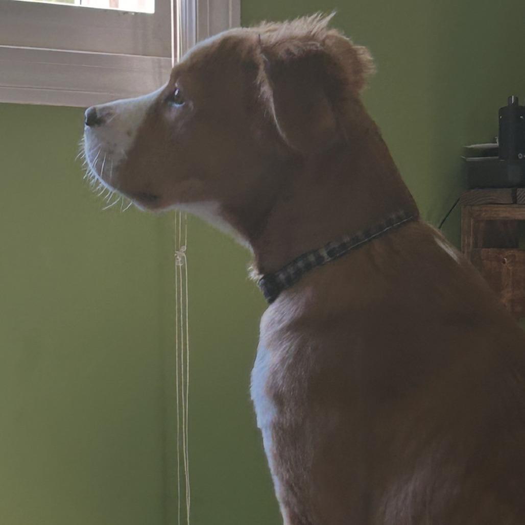 Enlarge Aurora, a Adoptable mixed breed in Lenoir, NC image 2/3