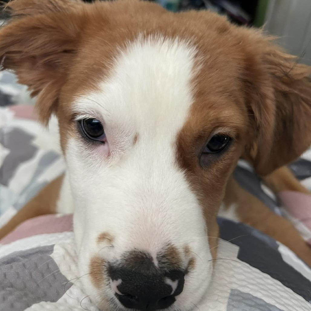 Enlarge Aurora, a Adoptable mixed breed in Lenoir, NC image 3/3