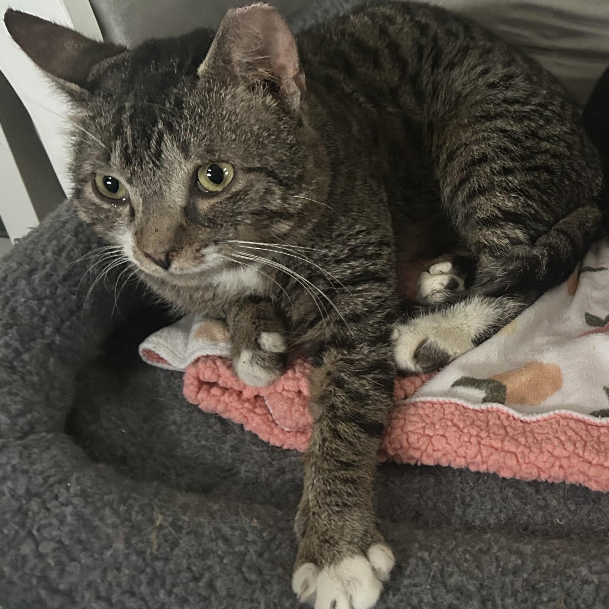 Artic, Adoptable, Adult Male Domestic Short Hair.