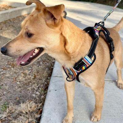 Enlarge Buddy, a Adoptable mixed breed in Austin , TX image 2/6