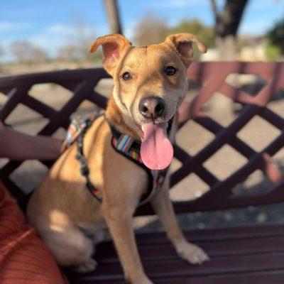 Enlarge Buddy, a Adoptable mixed breed in Austin , TX image 3/6