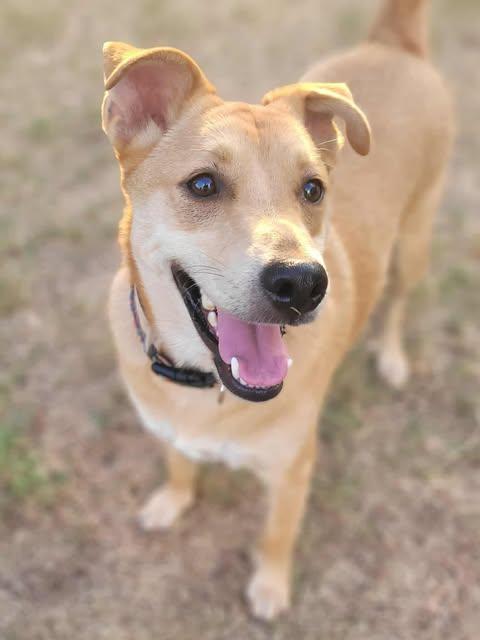 Enlarge Buddy, a Adoptable mixed breed in Austin , TX image 1/6