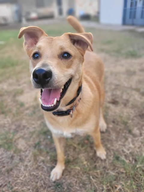 Enlarge Buddy, a Adoptable mixed breed in Austin , TX image 6/6