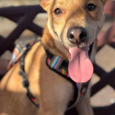 Enlarge Buddy, a Adoptable mixed breed in Austin , TX image 5/6