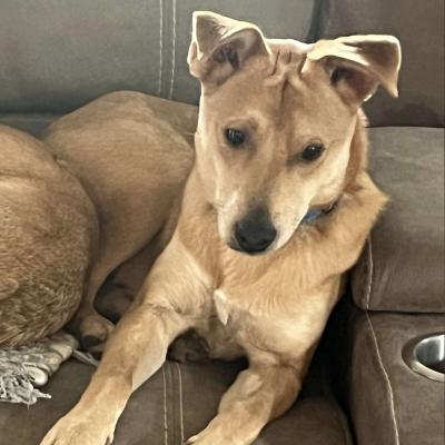 Enlarge Buddy, a Adoptable mixed breed in Austin , TX image 6/6