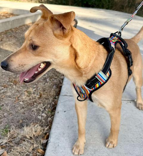 Enlarge Buddy, a Adoptable mixed breed in Austin , TX image 5/6