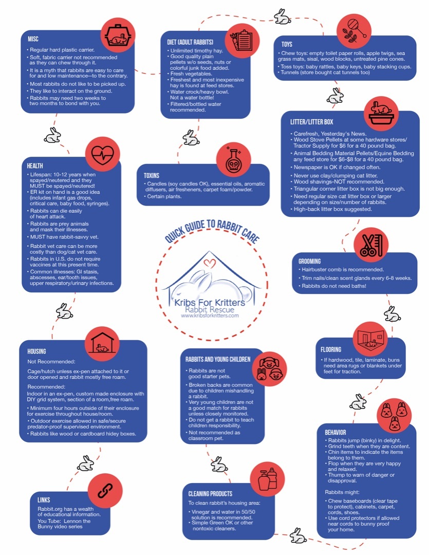 Winslow, a Adoptable Bunny Rabbit in Lake Elsinore, CA image 1/5